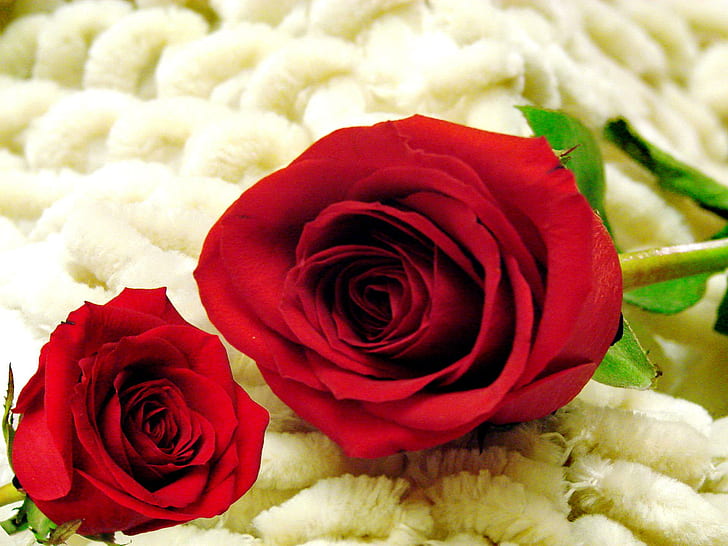 Две червени рози, деликатни, прекрасни, рози, хубави, листа, свежест, красиви, цветя, нежни, свежи, хубави, HD тапет