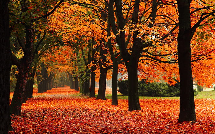 Park, alley, trees, autumn, red leaves, Park, Alley, Trees, Autumn, Red, Leaves, HD wallpaper