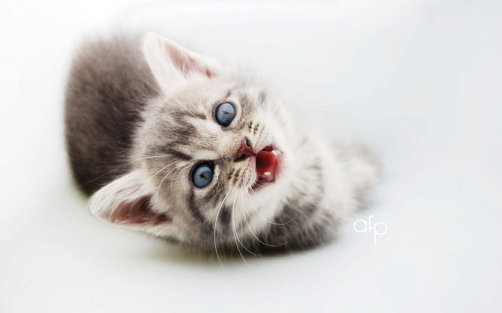 gray and white tabby kitten, kitten, crying, face, fluffy, HD wallpaper