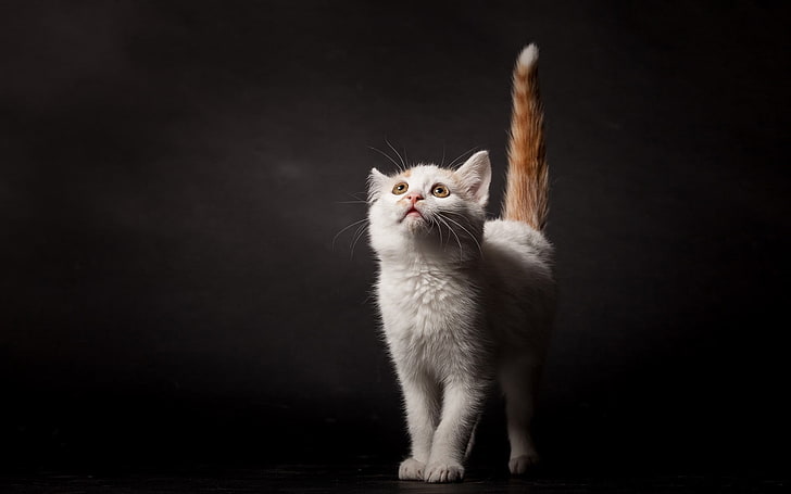gatto bianco a pelo corto, gatto, animali, sfondo semplice, guardando in alto, Sfondo HD