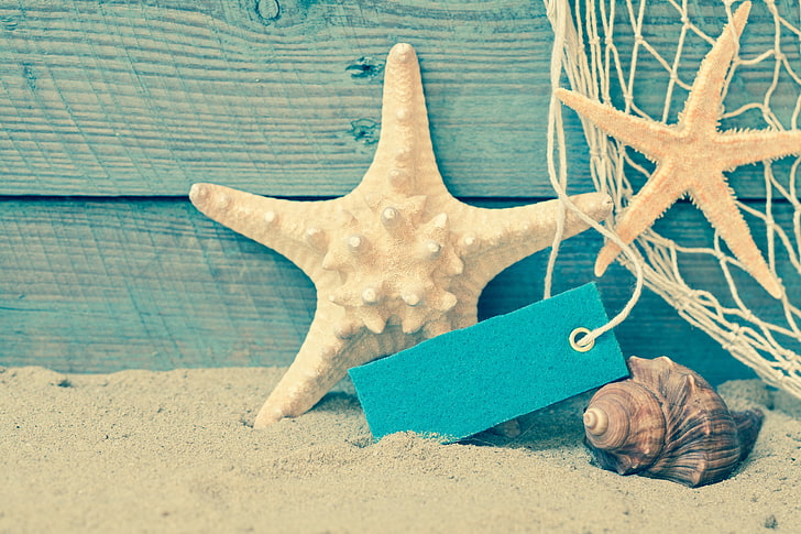 sand, sea, beach, shore, shell, summer, starfish, seashells, HD wallpaper
