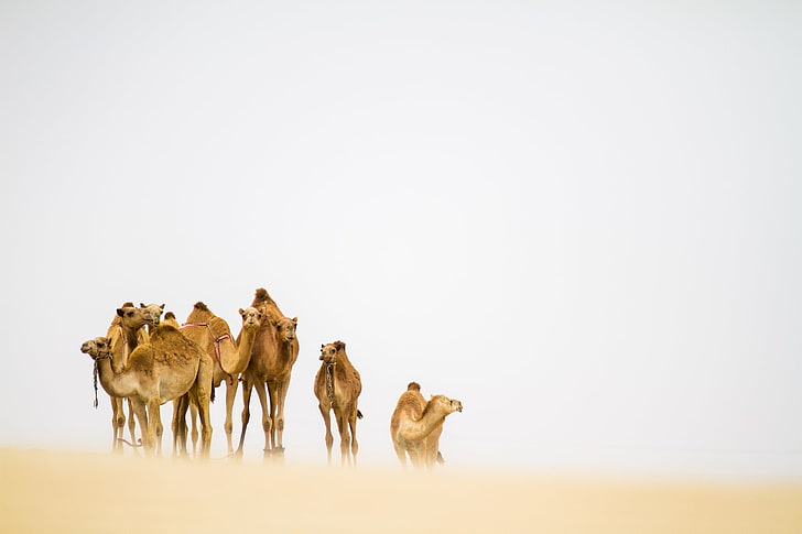 desert, camels, sandstorm, HD wallpaper
