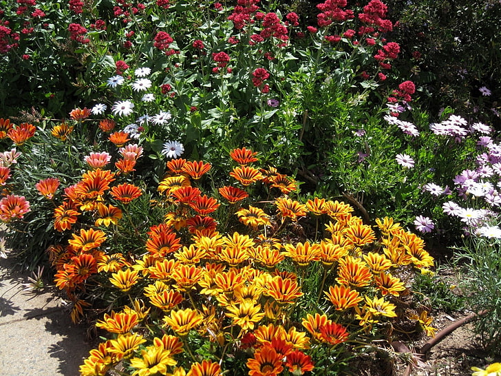 雑色の花びらのベッド、花、花壇、夏、晴れ、庭、 HDデスクトップの壁紙