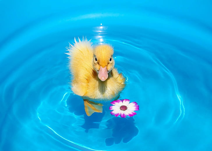 Bebek Chick Flower Water HD Gratis, bebek kuning, bayi hewan, anak ayam, bebek, bunga, air, Wallpaper HD