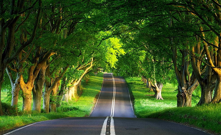 Route, été, route entourée d'arbres, nature, paysage, été, route, paysage routier, arbres verts, Fond d'écran HD