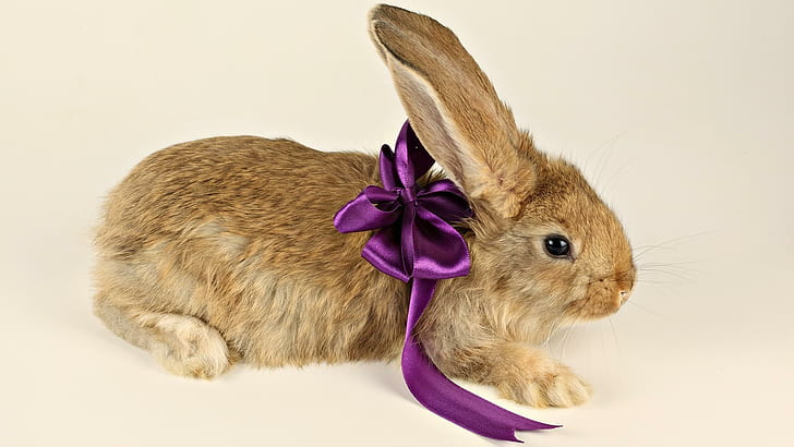 Bunny Present, soft, rabbit, bunny, easter, furry, cute, animal, holiday, animals, HD wallpaper