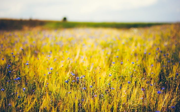 green grass field, wheat, purple, flowers, blue, background, widescreen, Wallpaper, rye, ears, flower, full screen, HD wallpapers, fullscreen, ears. field, HD wallpaper