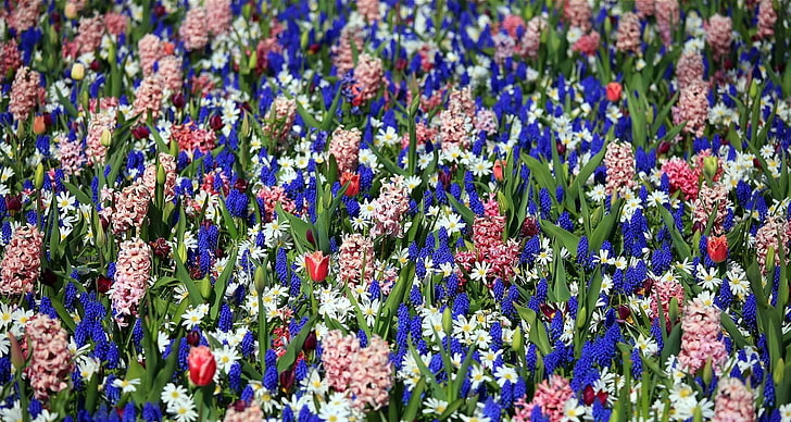 czerwono-białe kwiaty z płatkami, tulipany, muscari, hiacynty, kwiaty, kwietnik, wiosna, Tapety HD