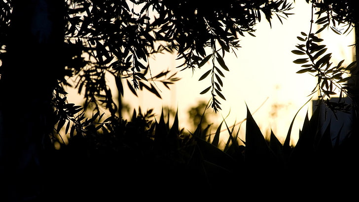 photography, nature, plants, depth of field, silhouette, HD wallpaper