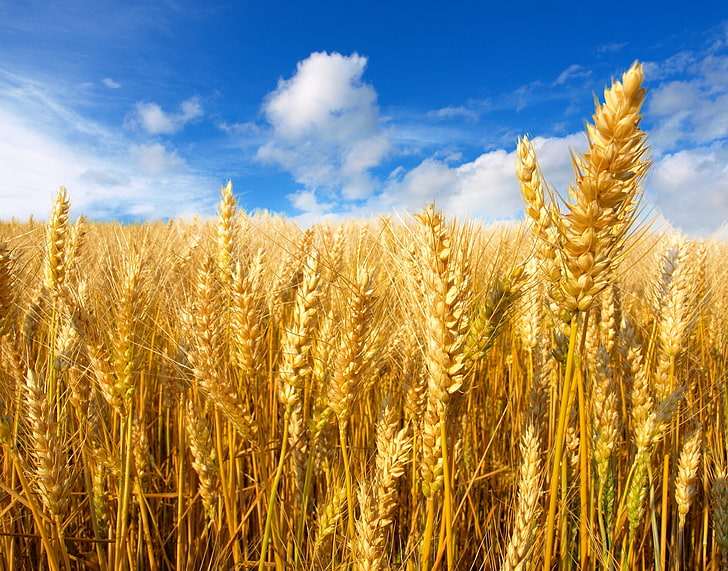 кафява пшеница, пшеница, поле, небе, слънце, облаци, жълто, класове, HD тапет