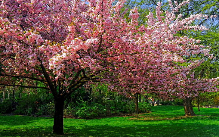 rosa kirschblüten, landschaft, natur, kirschblüte, bäume, rasen, park, blumen, frühling, rosa, grün, HD-Hintergrundbild