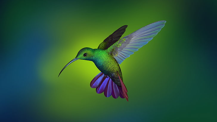 koliber, ptak, zieleń, dziób, mucha, skrzydło, Tapety HD