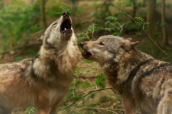 동물, 늑대, 흐림, 근접, 하울링, HD 배경 화면