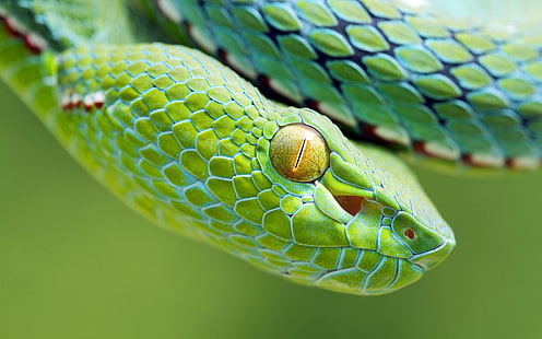 Tiere, Schlange, Reptilien, Vipern, HD-Hintergrundbild HD wallpaper