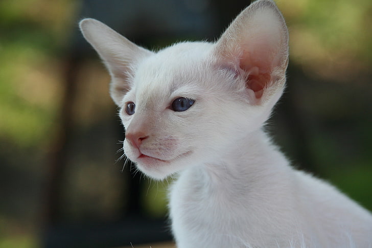 short-haired white cat, siamese cat, kitten, muzzle, HD wallpaper
