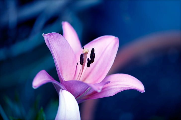 flor de pétalos púrpura, Amaryllis, Quinta, flor, púrpura, planta, naturaleza, pétalo, belleza en la naturaleza, primer plano, cabeza de flor, Fondo de pantalla HD