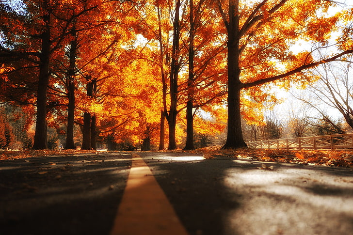 brown and black tree painting, road, fall, trees, HD wallpaper