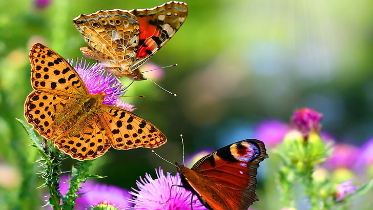 animales, flores, insekten, mariposas, HD-Hintergrundbild