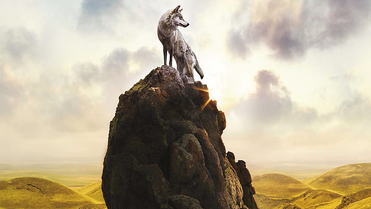 Serigala kesepian di puncak gunung batu, Kesepian, Serigala, Batu, Gunung, Atas, Wallpaper HD