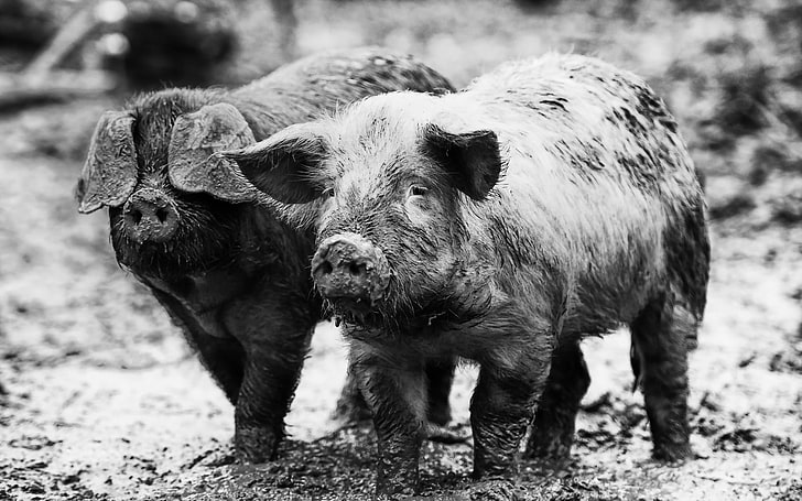 two black pigs, nature, background, pigs, HD wallpaper