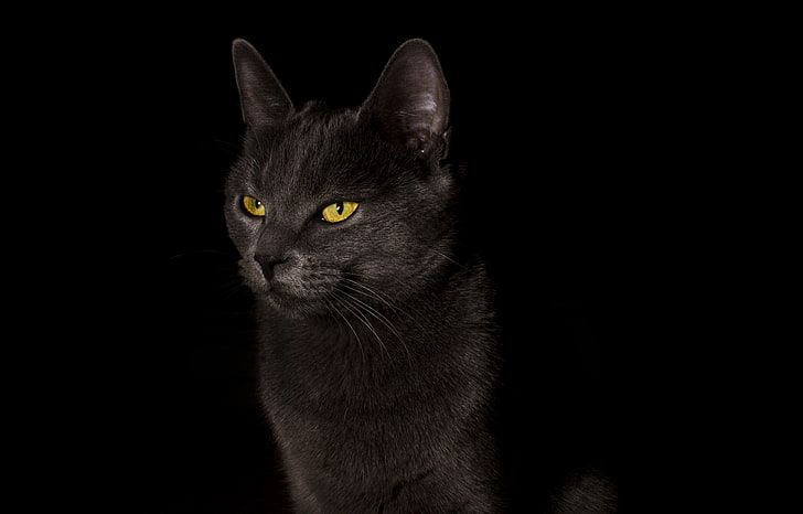 cat, background, widescreen, Wallpaper, black background, black, full screen, HD wallpapers, fullscreen, HD wallpaper