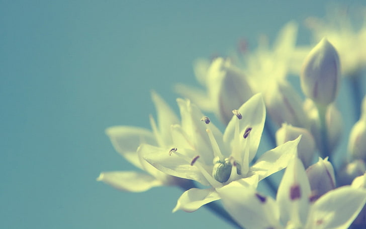 messa a fuoco selettiva fotografia di fiori bianchi petalo, fiori, piante, sfondo blu, Sfondo HD