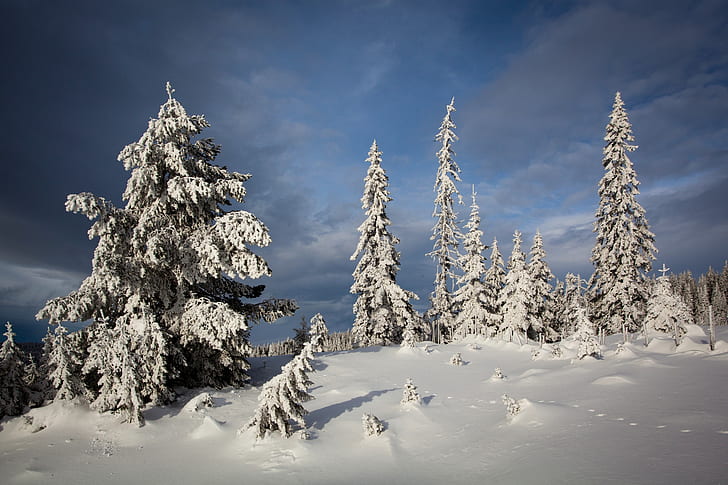 hiver, neige, arbres, mangé, Norvège, la neige, Lillehammer, Nordseter Fjellpark, Fond d'écran HD