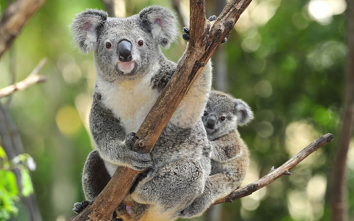 koala, Wallpaper HD