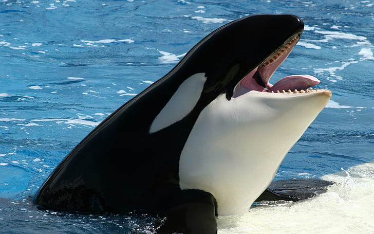 Killer Whale - น้ำ, น้ำ, วาฬเพชฌฆาต, ลิ้น, ฟัน, สัตว์, วอลล์เปเปอร์ HD