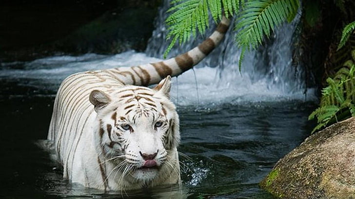 White tiger, tiger, animals, wilderness, wild animal, wildlife, mammal, HD  wallpaper | Wallpaperbetter