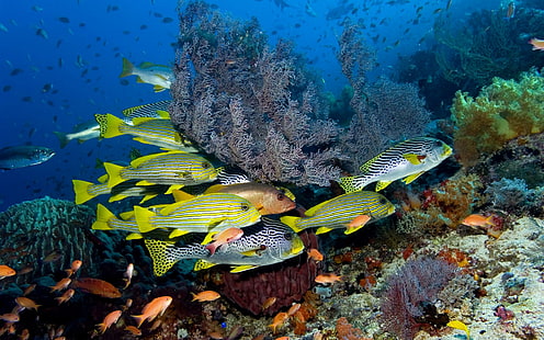 Tropical Corals Fish, oceans, fish, corals, tropical, nature, sealife, underwater, nature and landscapes, HD wallpaper HD wallpaper