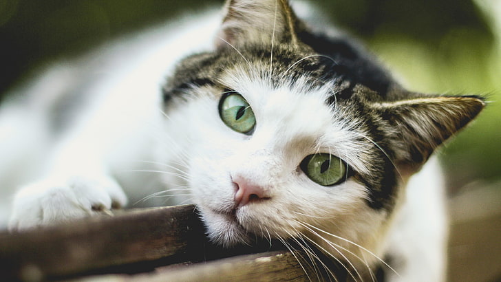 cat, eyes, close up, green eyes, domestic cat, house cat, photo, HD wallpaper