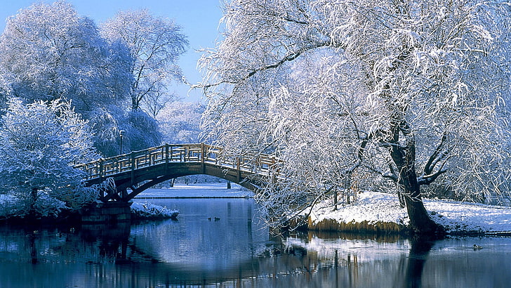 albero appassito, lago, natura, paesaggio, neve, inverno, ponte, Sfondo HD
