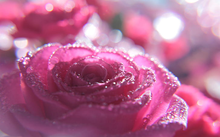 Pink Rose Makrofotografie, Wassertropfen, Blendung, Pink, Rose, Makro, Fotografie, Wasser, Tropfen, Blendung, HD-Hintergrundbild