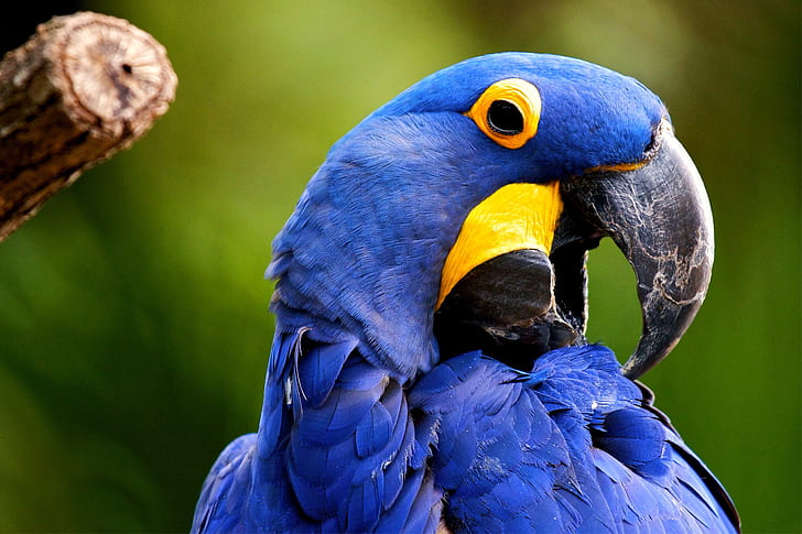 Birds, Hyacinth Macaw, HD wallpaper