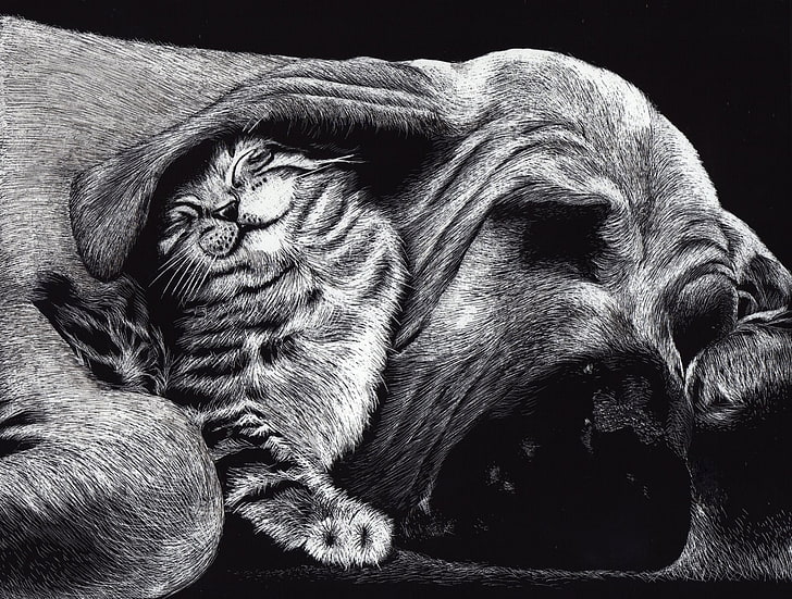 Djur, katt & hund, Basset Hound, svartvitt, katt, hund, sovande, HD tapet