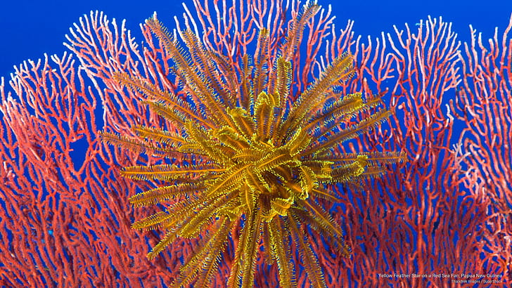 Stella di piuma gialla su un fan del Mar Rosso, Papua Nuova Guinea, vita dell'oceano, Sfondo HD