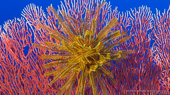 Estrela de pena amarela em um ventilador do Mar Vermelho, Papua Nova Guiné, vida no oceano, HD papel de parede HD wallpaper