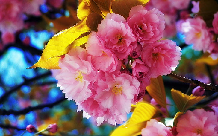 ดอกไม้ที่สวยงามของฤดูใบไม้ผลิ, ดอกซากุระ, สวยงาม, ดอกไม้, ฤดูใบไม้ผลิ, บาน, วอลล์เปเปอร์ HD