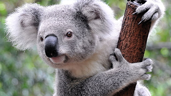 灰色のコアラ、動物、コアラ、哺乳類、 HDデスクトップの壁紙 HD wallpaper