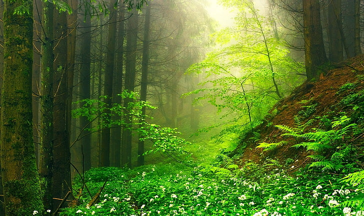 nature, paysage, vert, brume, forêt, fleurs sauvages, mousse, chemin, fougères, arbres, matin, arbustes, Fond d'écran HD