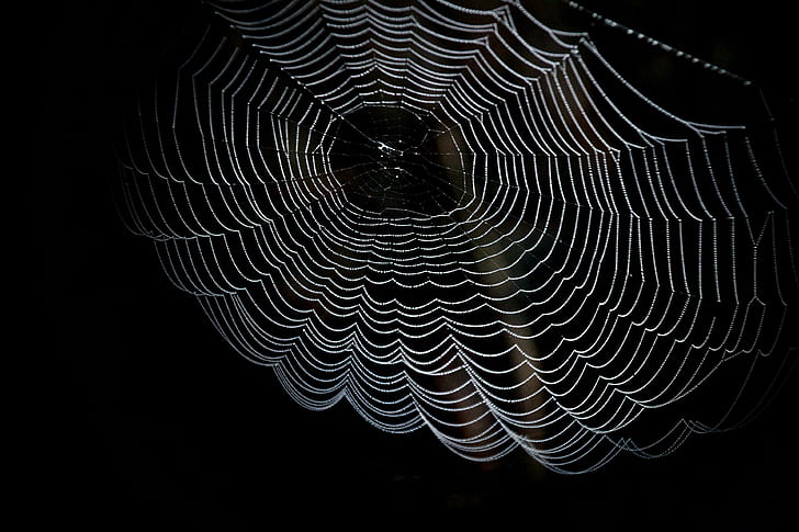 abstract, arachnid, art, black and white, close, cobweb, creepy, dark, dewdrop, geometry, insect, pattern, spider web, spiderweb, trap, web, HD wallpaper