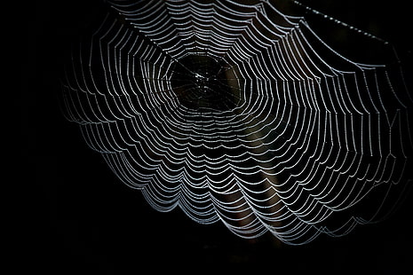 abstract, arachnid, art, black and white, close, cobweb, creepy, dark, dewdrop, geometry, insect, pattern, spider web, spiderweb, trap, web, HD wallpaper HD wallpaper