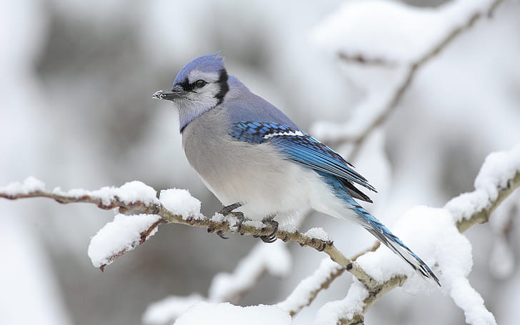 Птица на дереве зимой снегами, Птица, Дерево, Зима, Снег, HD обои