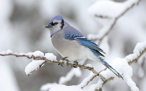 Bird on the tree winter snows, Bird, Tree, Winter, Snow, HD wallpaper HD wallpaper