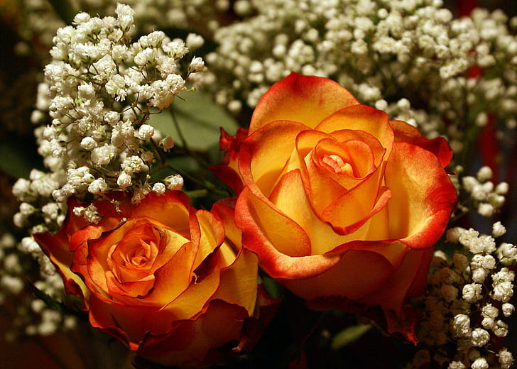 ดอกกุหลาบสีแดงเหลืองที่สวยที่สุดดอกไม้สีเหลืองดอกกุหลาบสีเหลืองธรรมชาติสวยงามสีขาวดอกไม้ 3 มิติและนามธรรม, วอลล์เปเปอร์ HD