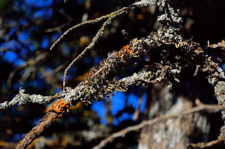 lichen, depth of field, branch, HD wallpaper