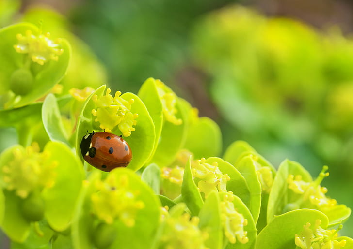 red and black ladybug on the flower, ladybug, Ladybug, succulent, red and black, flower  flower, nature, insect, macro, green, yellow, plant, beetle, green Color, leaf, summer, close-up, springtime, red, HD wallpaper