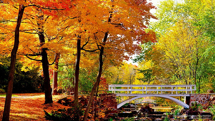 秋の紅葉、ジャンドラポー公園、モントリオール、秋、 HDデスクトップの壁紙