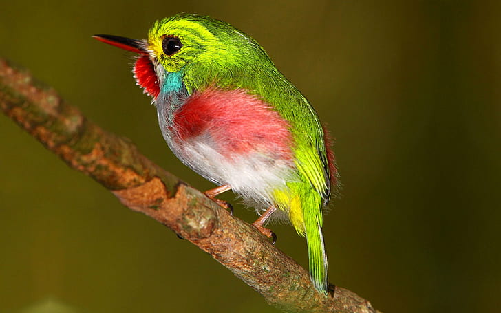animal, oiseau, couleur, vert, tropique, Fond d'écran HD